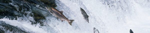 Wild Salmon  <span style="text-transform: none">versus</span> Farmed Salmon