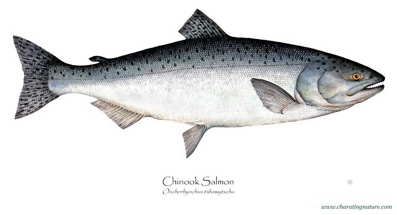 Chinook Salmon from Charting Nature, illustrator B Guild Gillespie