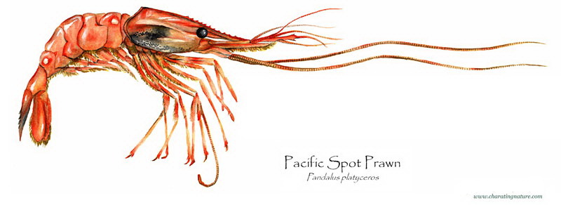 Pacific Spot Prawn from Charting Nature, illustrator B Guild Gillespie