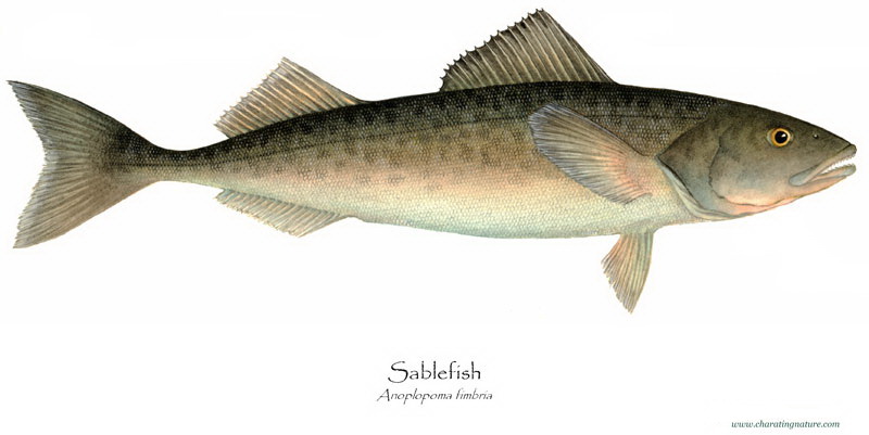 Sablefish from Charting Nature, illustrator B Guild Gillespie