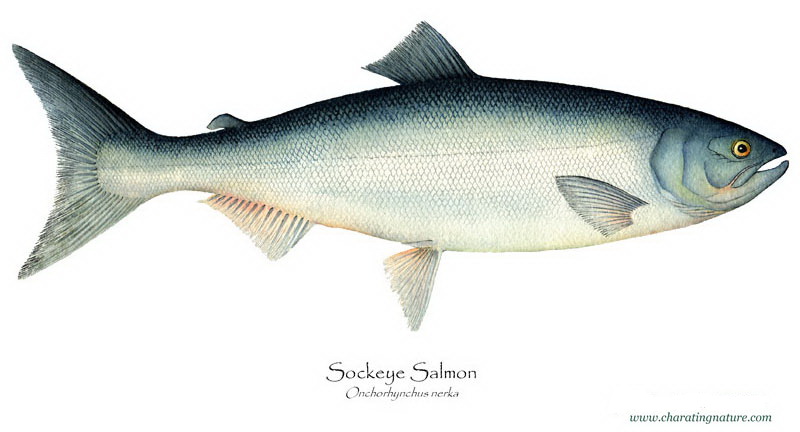 Sockeye Salmon from Charting Nature, illustrator B Guild Gillespie