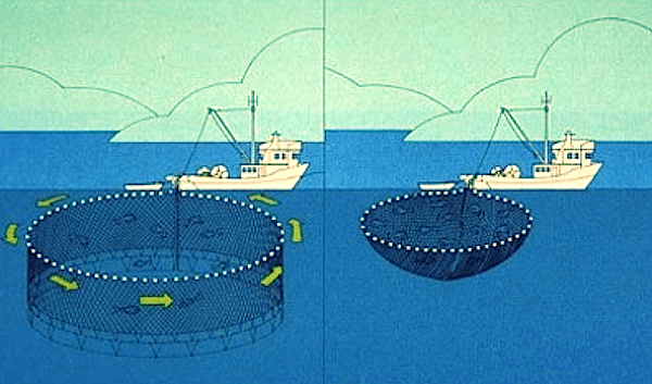 Sustainable Fishing – 4ocean